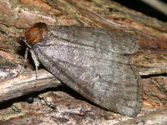 Ochropacha duplaris L. adulte - Philippe Mothiron