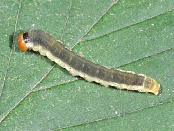  Chenille de Ochropacha duplaris L. - ©Philippe Mothiron