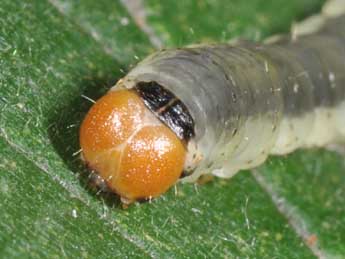  Chenille de Ochropacha duplaris L. - Philippe Mothiron