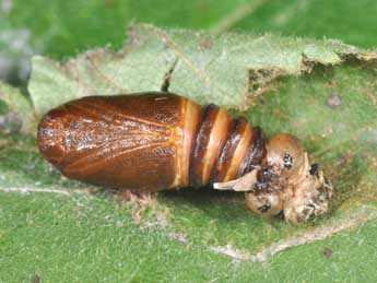  Chrysalide de Ochropacha duplaris L. - ©Philippe Mothiron