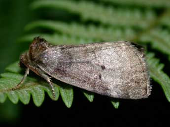 Ochropacha duplaris L. adulte - ©Philippe Mothiron