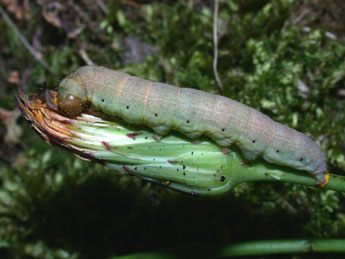  Chenille de Hecatera dysodea D. & S. - ©Philippe Mothiron