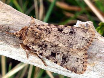 Amphipyra effusa Bsdv. adulte - ©Daniel Morel