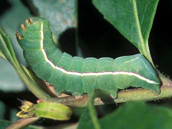  Chenille de Amphipyra effusa Bsdv. - ©Tristan Lafranchis