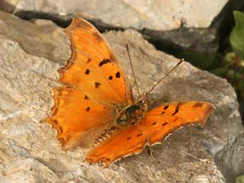 Polygonia egea Cr. adulte - ©Daniel Morel