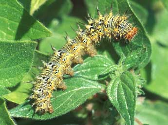  Chenille de Polygonia egea Cr. - ©Tristan Lafranchis