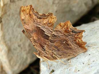 Polygonia egea Cr. adulte - Daniel Morel