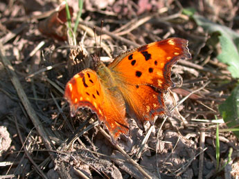 Polygonia egea Cr. adulte - ©Philippe Mothiron