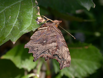 Polygonia egea Cr. adulte - ©Philippe Mothiron