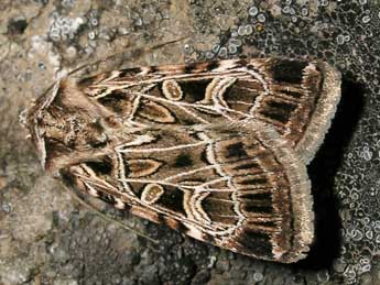 Chersotis elegans Ev. adulte - ©Jean-Pierre Lamoline