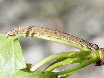  Chenille de Catocala elocata Esp. - Eric Sylvestre