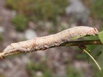  Chenille de Catocala elocata Esp. - ©Eric Sylvestre