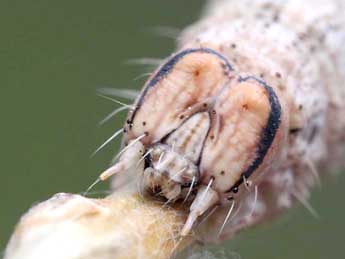  Chenille de Catocala elocata Esp. - Eric Sylvestre