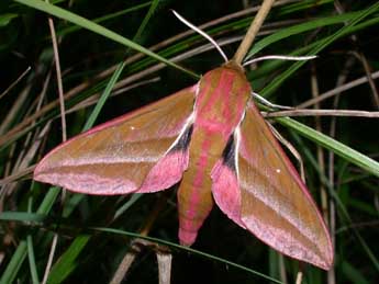 Deilephila elpenor L. adulte - ©Philippe Mothiron