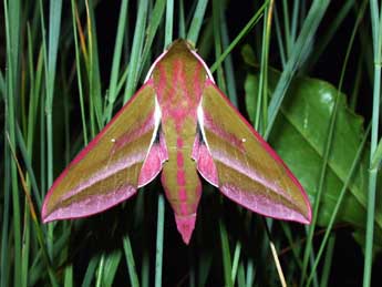 Deilephila elpenor L. adulte - ©Philippe Mothiron