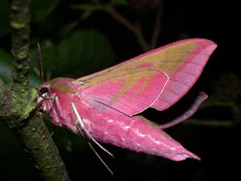 Deilephila elpenor L. adulte - Philippe Mothiron