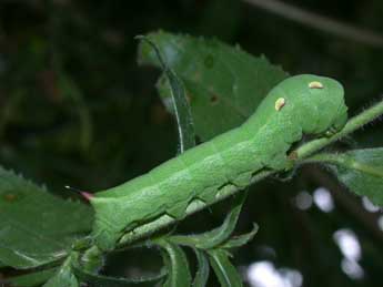  Chenille de Deilephila elpenor L. - ©Philippe Mothiron