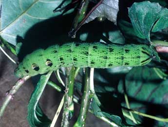  Chenille de Deilephila elpenor L. - Philippe Mothiron