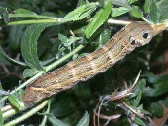  Chenille de Deilephila elpenor L. - Philippe Mothiron