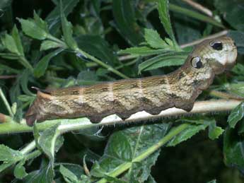  Chenille de Deilephila elpenor L. - Philippe Mothiron