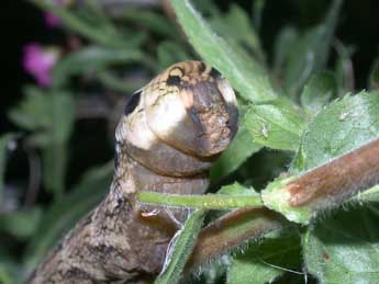  Chenille de Deilephila elpenor L. - Philippe Mothiron