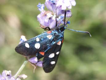 Zygaena ephialtes L. adulte - Franois Fournier