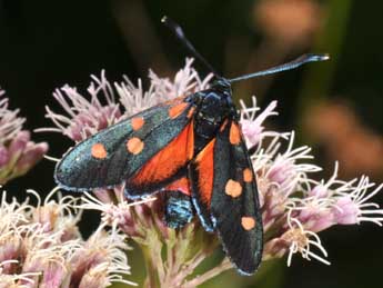 Zygaena ephialtes L. adulte - Philippe Mothiron