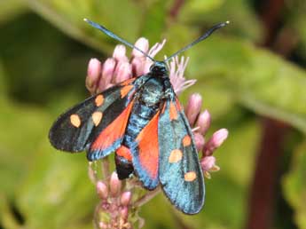 Zygaena ephialtes L. adulte - ©Philippe Mothiron