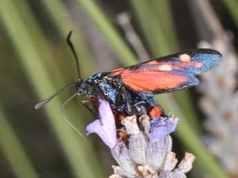 Zygaena ephialtes L. adulte - Philippe Mothiron