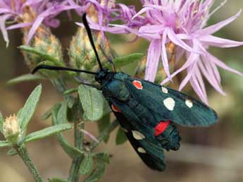 Zygaena ephialtes L. adulte - Daniel Morel