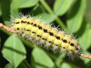  Chenille de Zygaena ephialtes L. - Serge Wambeke