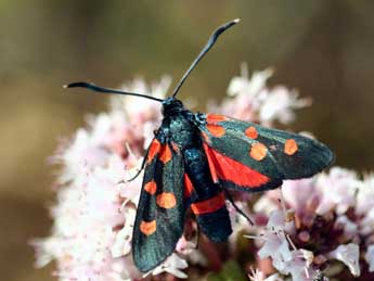 Zygaena ephialtes L. adulte - ©Daniel Morel