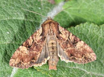 Apamea epomidion Hw. adulte - Philippe Mothiron