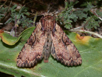 Apamea epomidion Hw. adulte - Philippe Mothiron