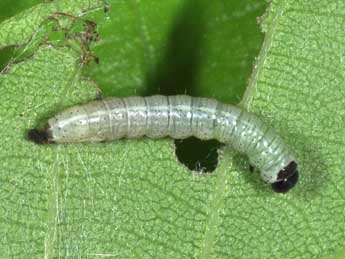  Chenille de Dryobotodes eremita F. - ©Philippe Mothiron