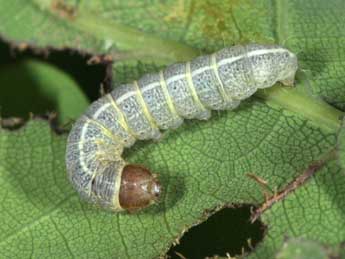  Chenille de Dryobotodes eremita F. - Philippe Mothiron