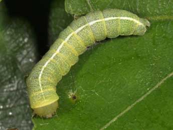  Chenille de Dryobotodes eremita F. - ©Philippe Mothiron