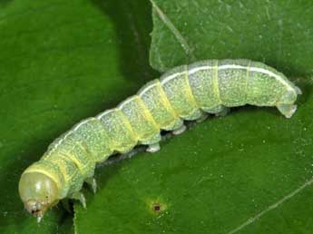  Chenille de Dryobotodes eremita F. - ©Philippe Mothiron