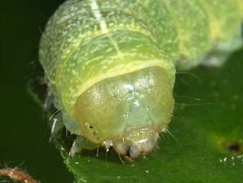  Chenille de Dryobotodes eremita F. - ©Philippe Mothiron