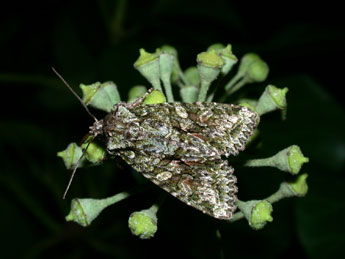 Dryobotodes eremita F. adulte - ©Philippe Mothiron