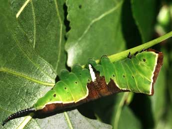  Chenille de Cerura erminea Esp. - Philippe Mothiron