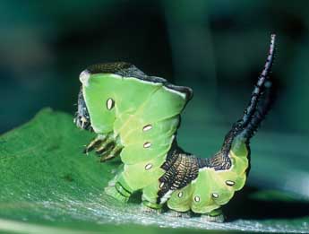  Chenille de Cerura erminea Esp. - ©Philippe Mothiron