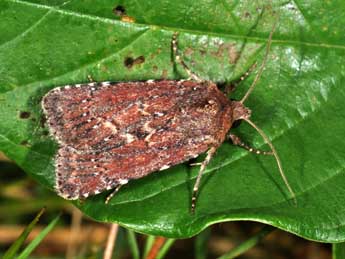 Paucgraphia erythrina H.-S. adulte - Philippe Mothiron