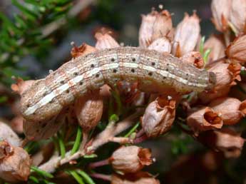  Chenille de Paucgraphia erythrina H.-S. - Philippe Mothiron