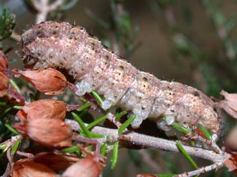  Chenille de Paucgraphia erythrina H.-S. - Philippe Mothiron