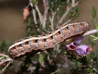  Chenille de Paucgraphia erythrina H.-S. - Philippe Mothiron