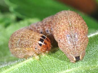  Chenille de Conistra erythrocephala D. & S. - Philippe Mothiron