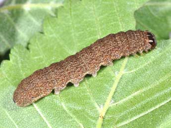  Chenille de Conistra erythrocephala D. & S. - ©Philippe Mothiron