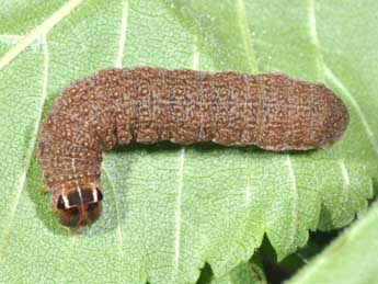  Chenille de Conistra erythrocephala D. & S. - ©Philippe Mothiron