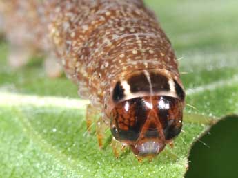  Chenille de Conistra erythrocephala D. & S. - ©Philippe Mothiron